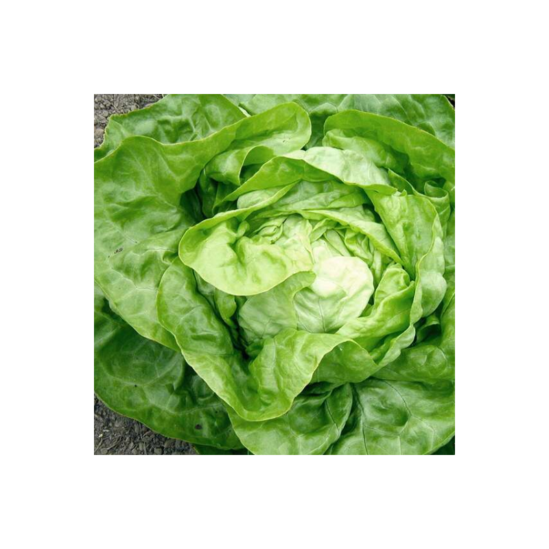 Laitue d'hiver Valdor