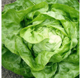 Laitue d'hiver Valdor
