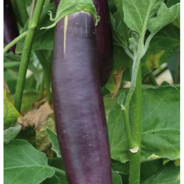 Aubergine de Barbentane
