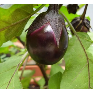 Aubergine Bambino