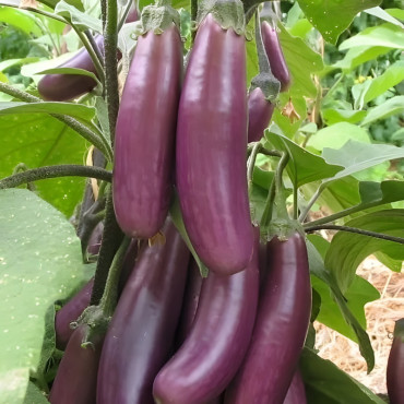 Aubergine Puso Purple Cluster