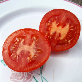 Tomate rouge Joffre
