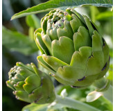 Artichaut Imperial Star