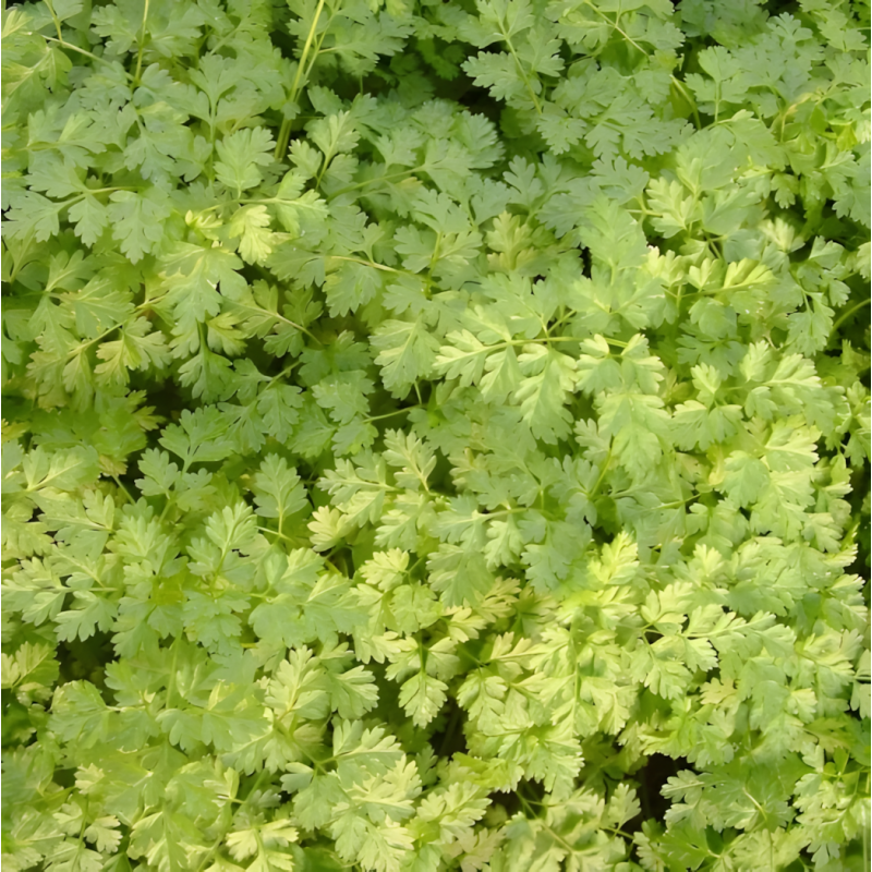 Cerfeuil d'Hiver de Bruxelles