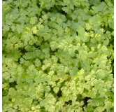 Cerfeuil d'Hiver de Bruxelles