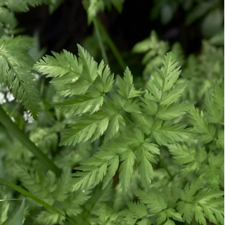Cerfeuil Vivace