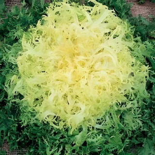 Chicorée frisée Wallonne