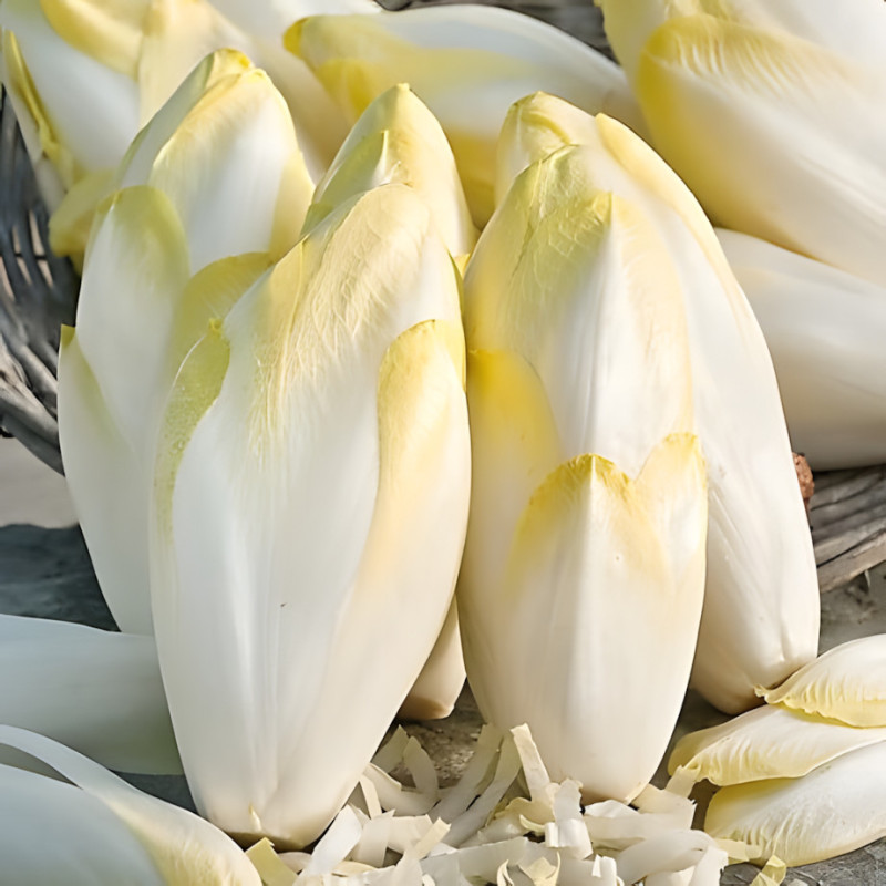 Chicorée de Bruxelles demi-hâtive de Hollande