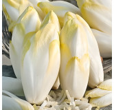 Chicorée de Bruxelles demi-hâtive de Hollande