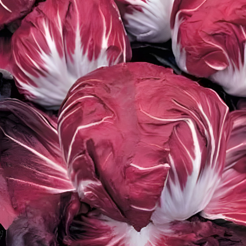 Chicorée Radicchio Rouge de Vérone