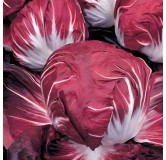 Chicorée Radicchio Rouge de Vérone