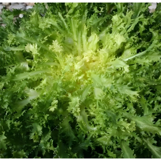 Chicorée frisée Grosse Pancalière