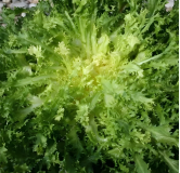 Chicorée frisée Grosse Pancalière