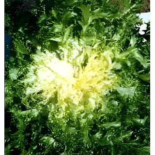 Chicorée frisée Grosse pommant seule