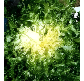 Chicorée frisée Grosse pommant seule