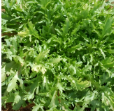 Chicorée Frisée Fine de Louviers