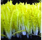 Chicorée Barbe de Capucin