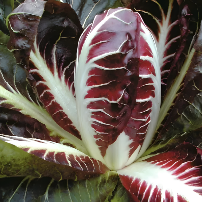 Chicorée Radicchio Rouge de Trévise