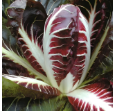 Chicorée Radicchio Rouge de Trévise