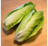 Chicorée Pain de sucre "Nettuno"