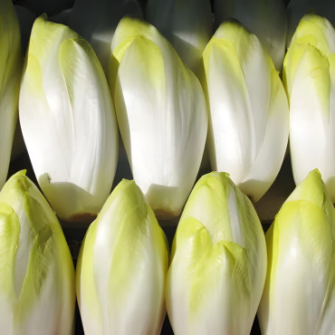 Chicorée di Bruxelles