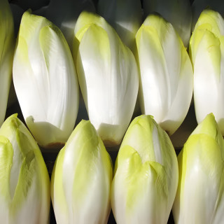 Chicorée di Bruxelles