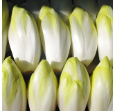 Chicorée di Bruxelles