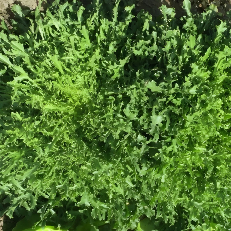 Chicorée frisée de Namur