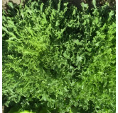 Chicorée frisée de Namur