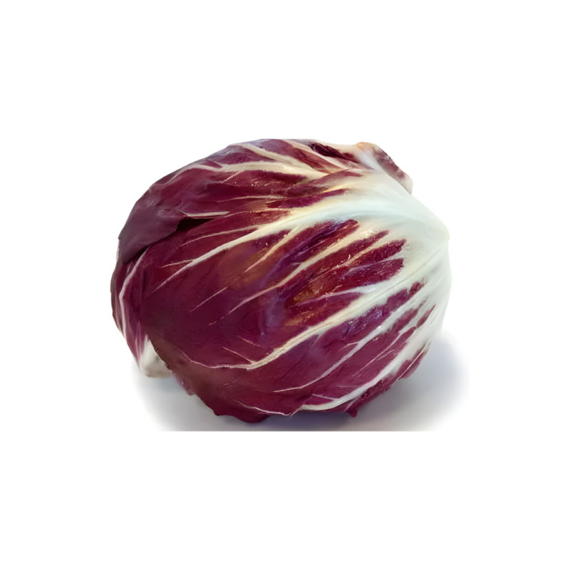 Chicorée Radicchio Chiogga Palla Rossa