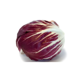 Chicorée Radicchio Chiogga Palla Rossa