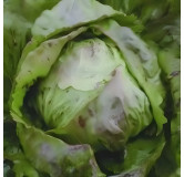 Chicorée Radicchio Piave Medio