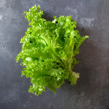 Chicorée frisée "Endivette"