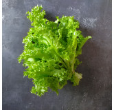 Chicorée frisée "Endivette"