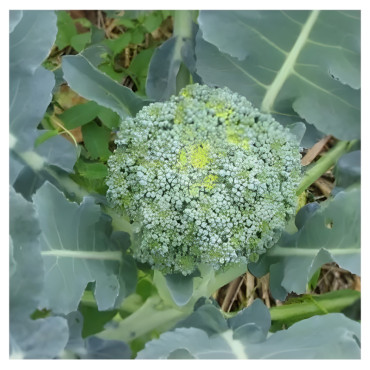 Chou brocoli Vert Calabrais