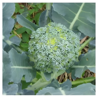 Chou brocoli Vert Calabrais
