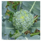 Chou brocoli Vert Calabrais