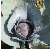 Chou cabus rouge de langedijk