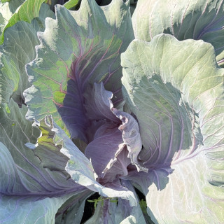 Chou cabus rouge de langedijk