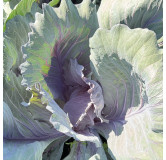 Chou cabus rouge de langedijk