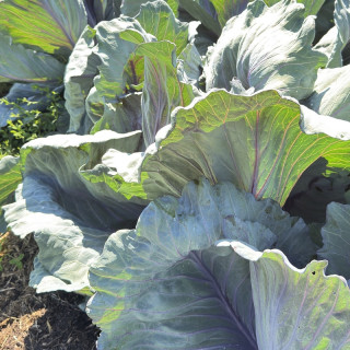 Chou cabus rouge de langedijk