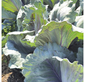 Chou cabus rouge de langedijk