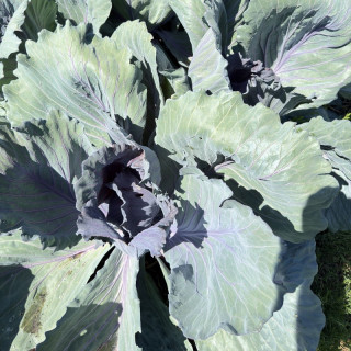 Chou cabus rouge de langedijk