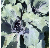 Chou cabus rouge de langedijk