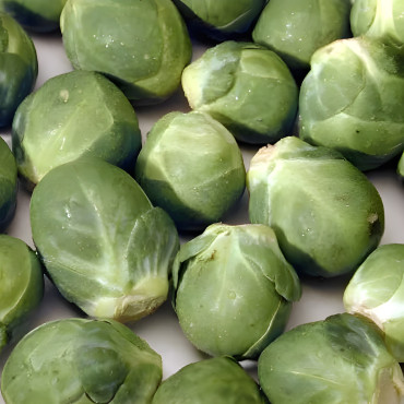 Chou de Bruxelles Groninger