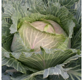 Chou de Milan de Pontoise