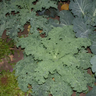 Chou Kale Westlandse winter
