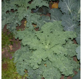 Chou Kale Westlandse winter