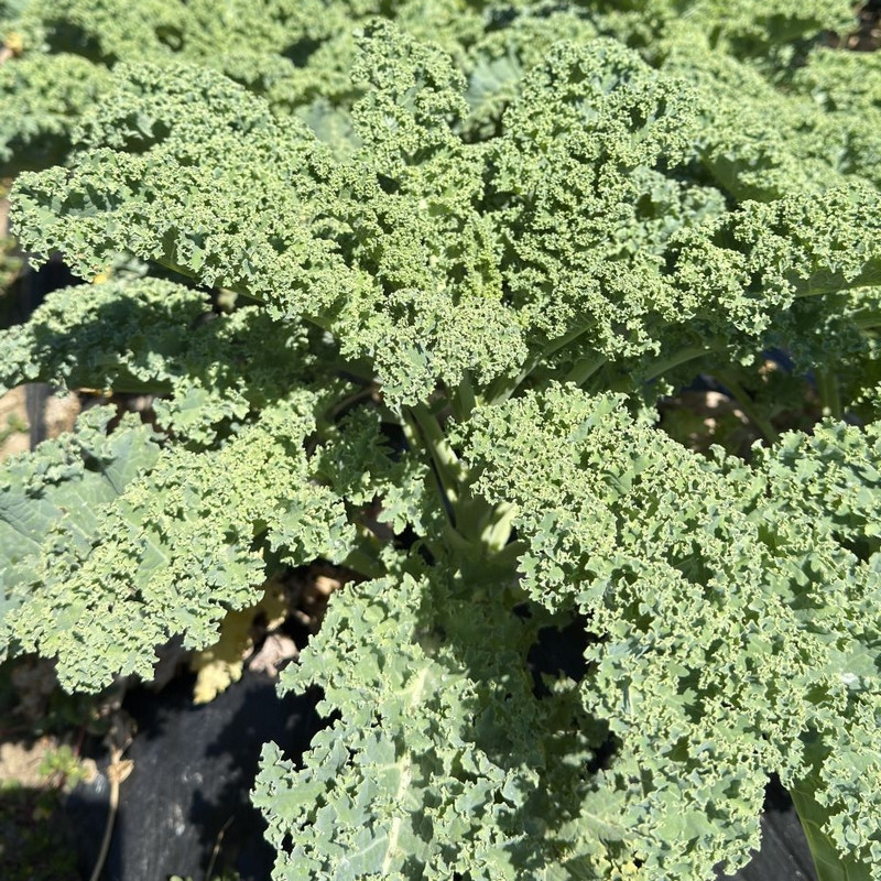 Chou Kale Westlandse winter