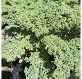 Chou Kale Westlandse winter